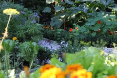 Beet_022