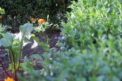 Beet_024