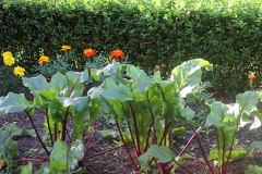 Beet_025