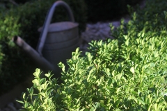 Beet_028