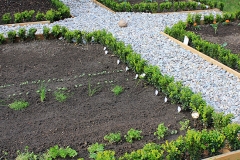 Beet_010