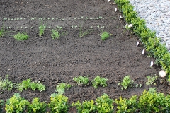 Beet_011